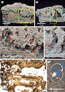 Third thumbnail for: Microbial Biofacies and the Influence of Metazoans...