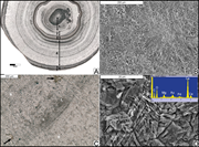 Third thumbnail for: A New Unified Model For Cave Pearls: Insights from...