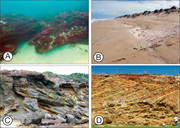 Third thumbnail for: Diagenesis and Compositional Partitioning of Quate...