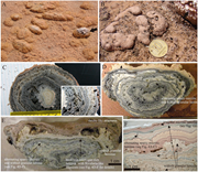 Third thumbnail for: Calcium Carbonate Precipitation in Diatom-rich Mic...