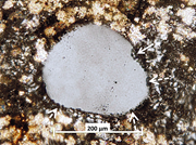 Second thumbnail for: The Chemistry of Eolian Quartz Dust and the Origin...