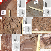 Third thumbnail for: Tide- and River-Generated Mud Pebbles from the Flu...