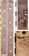Third thumbnail for: Origin and distribution of dolomite in Permian Rot...