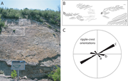 Second thumbnail for: Microbial structures and dinosaur trackways from a...