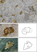 Third thumbnail for: Microbial structures and dinosaur trackways from a...