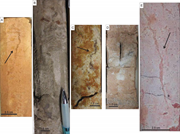 Third thumbnail for: Mid-Cretaceous Paleopedology and Landscape Reconst...