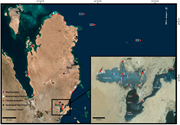 Second thumbnail for: The Geochemistry of Qatar Coastal Waters and its I...
