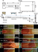 Third thumbnail for: Autogenic Erosional Surfaces in Fluvio-deltaic Str...
