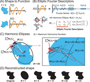 First thumbnail for: Shape difference of mud clasts depending on deposi...