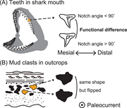 Second thumbnail for: Shape difference of mud clasts depending on deposi...