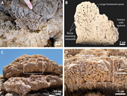 Third thumbnail for: Lacustrine carbonate tufa facies of Winnemucca Dry...