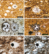 Third thumbnail for: Entrapment and transformation of post-bloom radiol...