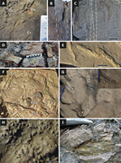Third thumbnail for: Paleoenvironmental significance of microbial mat-r...