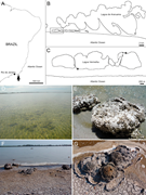 First thumbnail for: Microstructure and mineral composition of Holocene...