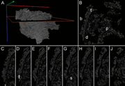 Second thumbnail for: Microstructure and mineral composition of Holocene...