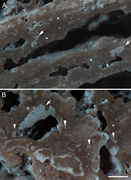 Third thumbnail for: Microstructure and mineral composition of Holocene...