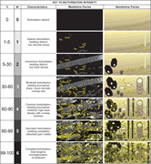 Second thumbnail for: The Phycosiphon Ichnofacies and the Rosselia Ichno...