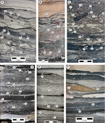 Third thumbnail for: The Phycosiphon Ichnofacies and the Rosselia Ichno...