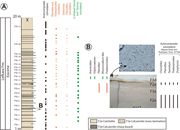 Second thumbnail for: Ichnofabric analysis as a tool for characterizatio...