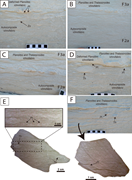 Third thumbnail for: Ichnofabric analysis as a tool for characterizatio...