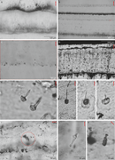 Third thumbnail for: Fluid-inclusion petrography in calcite stalagmites...