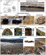 Second thumbnail for: Composite microbialites: Thrombolite, dendrolite, ...