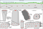 First thumbnail for: Substantial heterogeneity of carbon and oxygen sta...