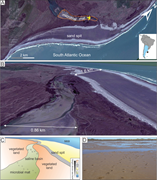 First thumbnail for: Role of microbial mats and high sedimentation rate...