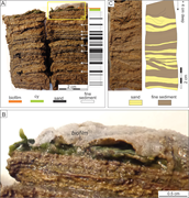 Second thumbnail for: Role of microbial mats and high sedimentation rate...
