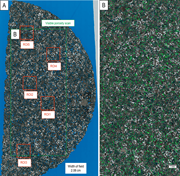 First thumbnail for: Microporosity quantification using confocal micros...