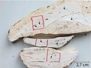 Third thumbnail for: Oyster shells, bulk carbonate sediment, and meteor...