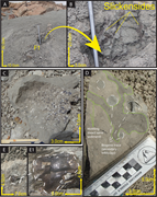 Third thumbnail for: Paralic sedimentology of the Mussentuchit Member c...