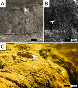 Second thumbnail for: Microbialites of modern siliciclastic rock coasts
