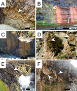 Third thumbnail for: Microbialites of modern siliciclastic rock coasts