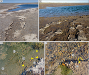Second thumbnail for: Microbial-mat colonization of modern gravel deposi...