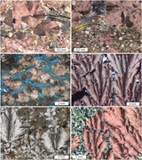 Third thumbnail for: An operational classification system for the South...