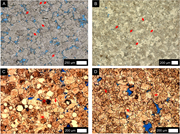 Second thumbnail for: Clumped-isotope evidence for the formation of nonp...