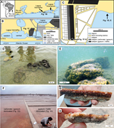 First thumbnail for: Decompositional processes of microbial carbonates ...