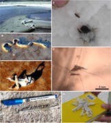 Second thumbnail for: It’s a trap!: Modern and ancient halite as Lagerst...