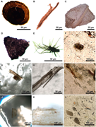 Third thumbnail for: It’s a trap!: Modern and ancient halite as Lagerst...