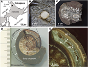 First thumbnail for: Formation of ammonite concretions through organic ...