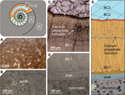Second thumbnail for: Formation of ammonite concretions through organic ...