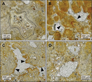Third thumbnail for: Rapid diagenesis and microbial biosignature degrad...