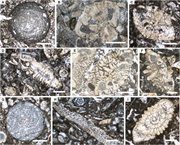 Third thumbnail for: The record of the Early Late Paleocene Event (ELPE...