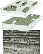 Third thumbnail for: Miocene marine calcite concretions: a collaboratio...