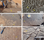 Third thumbnail for: Microbially induced sedimentary structures (MISSs)...